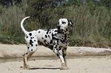 DALMATIEN 268